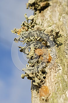 The Closeup of a Ramalina Americana Lichen