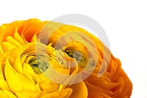 Closeup of ranunculus flowers