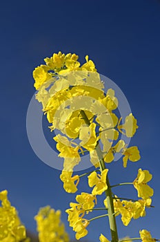 Closeup on rapeseed head with flowers with a blue sky background