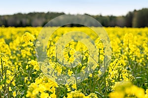 Closeup of rapeseed during spring