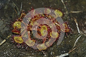 Closeup on a rare carnivorous Round-leaved sundew, Drosera rotundifolia plant