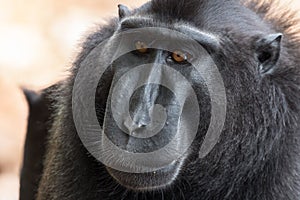 Closeup of rare Celebes crested macaque Macaca nigra Tangkoko National Park in North Sulawesi, Indonesia