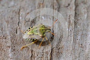 Closeup on the rare, colorful Mediterranean shieldbug, Antheminia absinthii, sitting on on wood