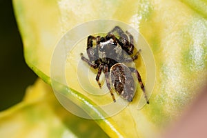 Closeup on the rare European Mile End Jumping Spider, Macaroeris nidicolens in the garden