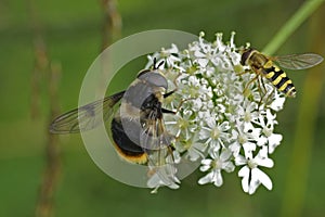 Closeup on the rare, large, furry bumblebee-mimic sawfly, Eriozona syrphoides, sitting on a white flower