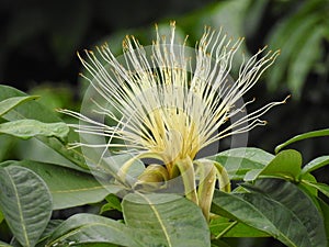 Closeup of a rare Pachira aquatica flower in the wild