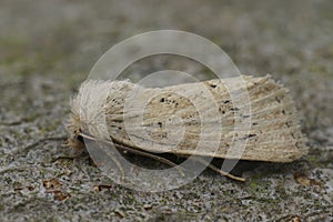 Closeup on the rare and pale colored Concolorous owlet moth, Photedes extrema sitting on wood photo