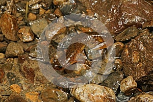 Closeup on the rare and protected Californian torrent salamander, Rhyacotriton variegatus