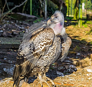 Closeup of a rare ruppell`s vulture, tropical and critically endangered griffon from the sahel region of Africa