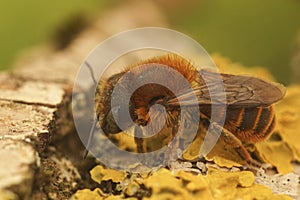 Closeup on the rare, snail-housing,Golden-fringed mason bee , Osmia aurulenta