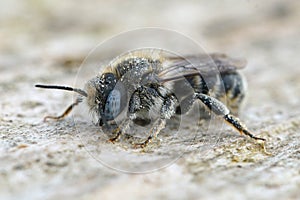 Closeup on the rare Spined Mason Bee, Osmia spinulosa with it's nice blue eyes