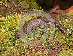 Closeup on the rare spotted Shahami salamander, Hynobius naevius, endemic to Japan