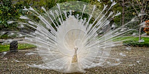 closeup of rare white peacock showing wheel-shaped tail