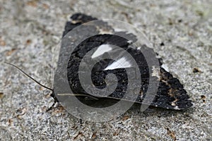 Closeup on the rarely encountered white underwing or alchymist, Catephia alchymista