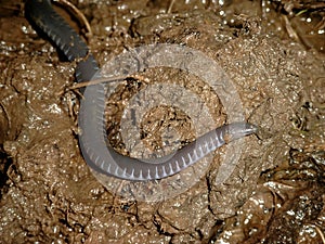 Closeup on a rarely photograhped African Amphibian Caecilian, Geotrypetes seraphinii in muddy soil