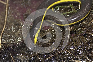 Closeup on a rarely seen Kohtaowormsalamander, Ichthyophis kohtaoensis, on a swampy soil