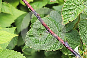 Closeup of a raspberry inflected with cane blight photo