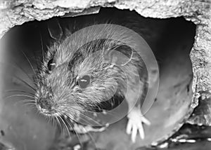 Closeup of rat on a sewer, drain grate, black and white
