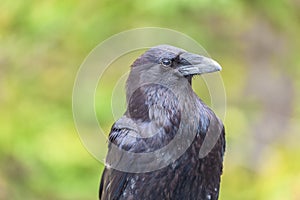 Closeup of a raven (Corvus corax principalis) on a blurred background