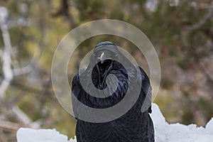 Closeup, raven looking at camera, mouth open. Snow, forest in background.