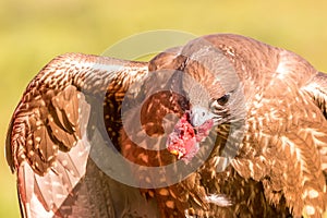 Closeup of a ravenous brown h with fresh meat in its mouth photo