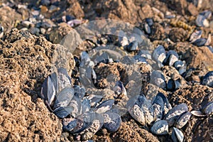 Raw blue mussels living on rocks