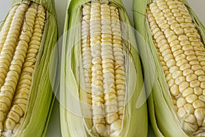 Closeup of raw corn cobs with straw on white background