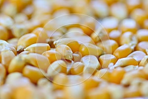 Closeup of raw corn seeds