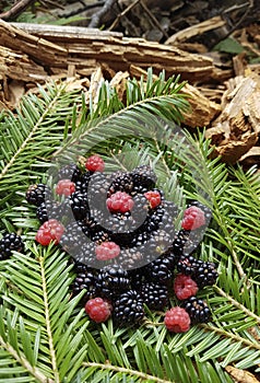 Closeup of raw fresh red raspberries and wild blackberries.