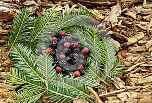 Closeup of raw fresh red raspberries and wild blackberries.