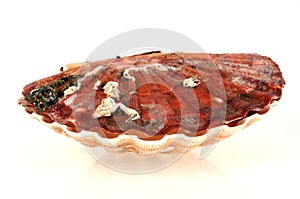 Fresh scallop shell in close-up on white background