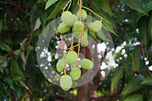 Closeup of raw Lychee on tree