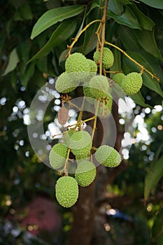 Closeup of raw Lychee on tree