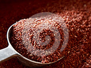 Closeup of raw purple riceberry rice
