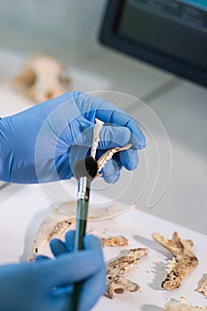 Closeup of rchaeologist working in natural research lab. Laboratory assistant cleaning animal bones. Close-up of hands