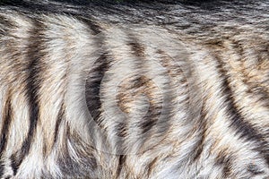 Closeup real hyena skin texture