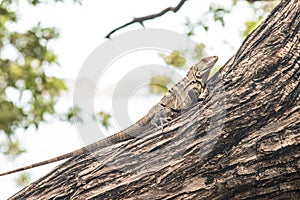 Closeup of a real iguana crawling on a tree trunk