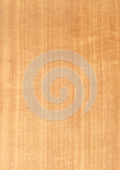 Closeup real natural wood grain of veneer background and texture, Pattern for decoration.