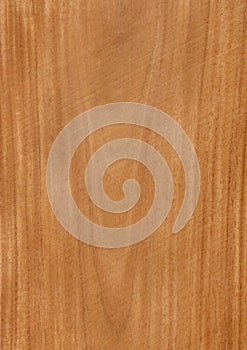 Closeup real natural wood grain of veneer background and texture, Pattern for decoration. Blank for design.