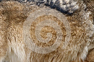 Closeup real wolf skin texture