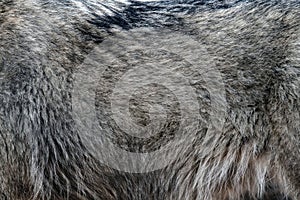 Wolf fur background texture image background