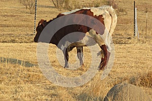 Closeup rear side view of a brown and white cow walking on dry winter`s grass