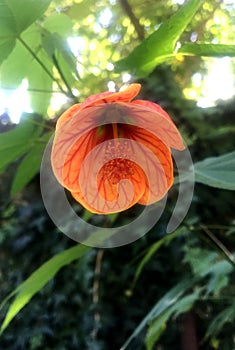 Closeup of a red abutilon flower.