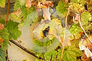 Closeup of a red admiral butterfly perched on a grapevine leaf