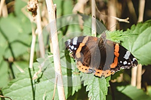 Closeup of a Red Admiral butterfly (Vanessa atalanta) sitting on a leaf with opened wings