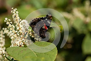 Closeup of a Red admiral on a leaf surrounded by flowers under sunlight with a blurry background