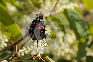 Closeup of a Red admiral on a leaf surrounded by flowers under sunlight with a blurry background