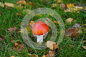 Closeup of a red Amanita Jacksonii mushroom surrounded by plants outdoors