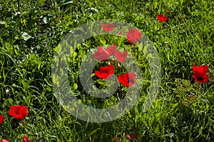 Closeup on red anemones in the field