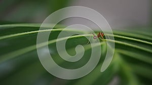 Closeup red ant walking on a green leaf. Confuse ant walking around spiky leaf.